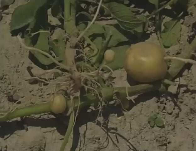Carica il video: 